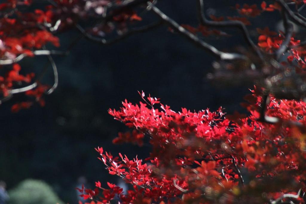 Tora Hotel Tokyo-Rikugienn 寅ホテル 六義園 C 外观 照片